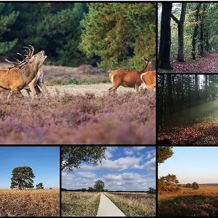 Chalé 't Tjilpplekje, 4-persoons Met Prive Hottub *