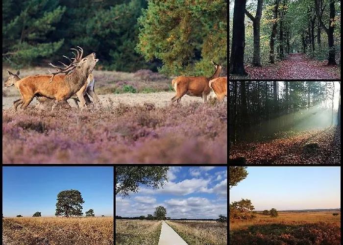 Alpehytte 't Tjilpplekje, 4-persoons Met Prive Hottub *