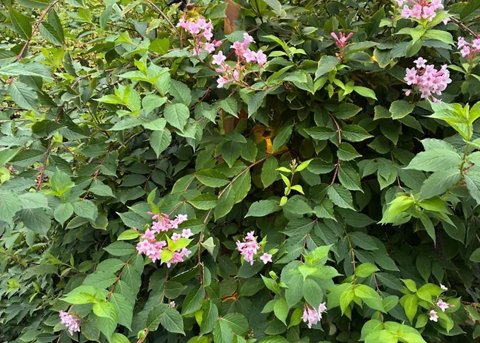 't Tjilpplekje, 4-persoons Met Prive Hottub Alpehytte