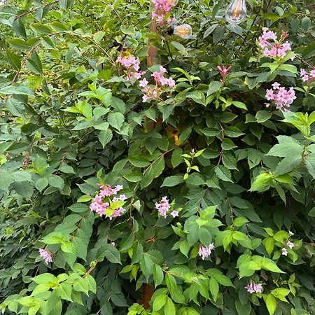 't Tjilpplekje, 4-persoons Met Prive Hottub シャレー